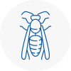 Wilmalow Wasp Nest Removal